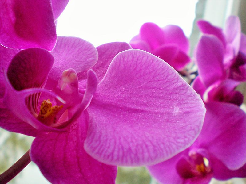 Paarse orchidee by Pictures Of Nature