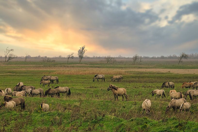 Koniks in de schemer van antonvanbeek1957