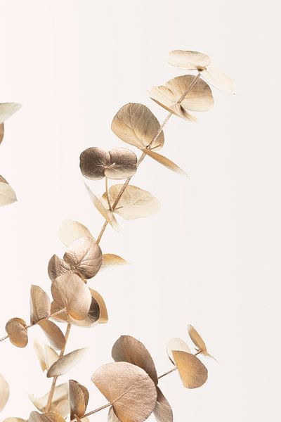 Eukalyptus Gold Nr. 03 von Pictufy Studio III