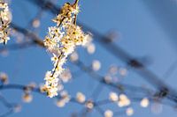 Spring blossom in the morning sun