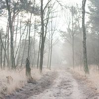 Misty Woods