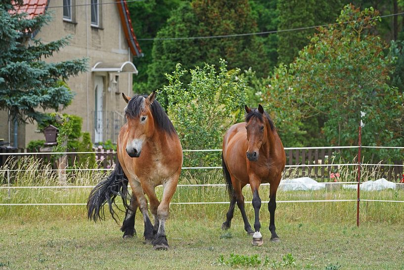 Trakehner Feldmeyer et Rheinisch Deutsches Kaltblut Enzo par Babetts Bildergalerie