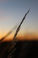 Une simple paille à pipe