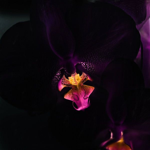 Schwarze Orchidee von Maurice Dawson