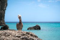 Pelikan auf Curaçao