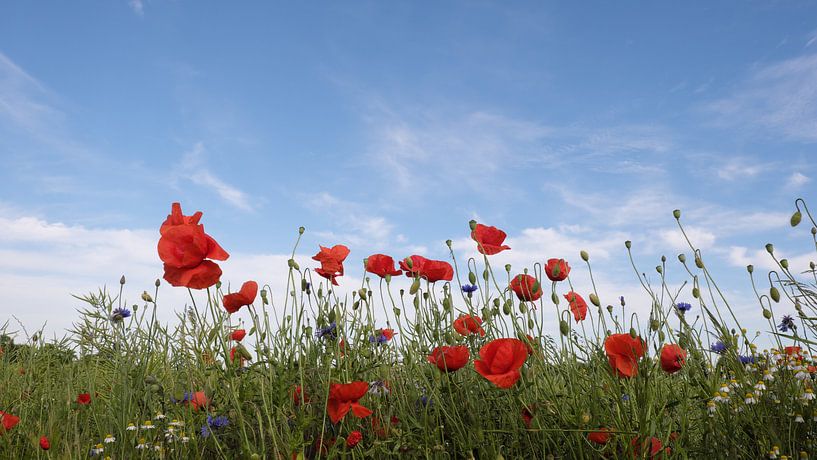 Poppy Panorama by Ostsee Bilder
