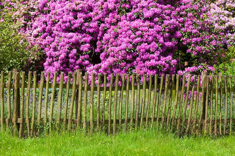 Gartenzaun und Rhododendronblüte, Bad Zwischenahn von Torsten Krüger