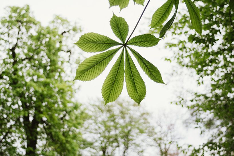 Horse Chestnut Leaf by Patrycja Polechonska