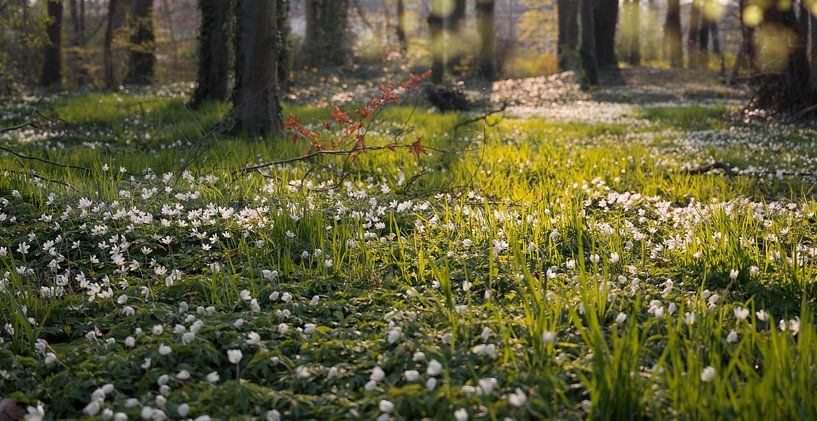 Bosanemoontjes par Peter Deschepper