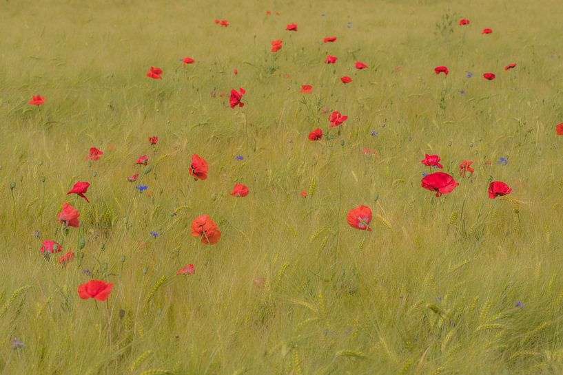Champ de blé avec des coquelicots sur le domaine de Marienwaerdt par Moetwil en van Dijk - Fotografie