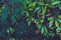 Fièvre de la jungle