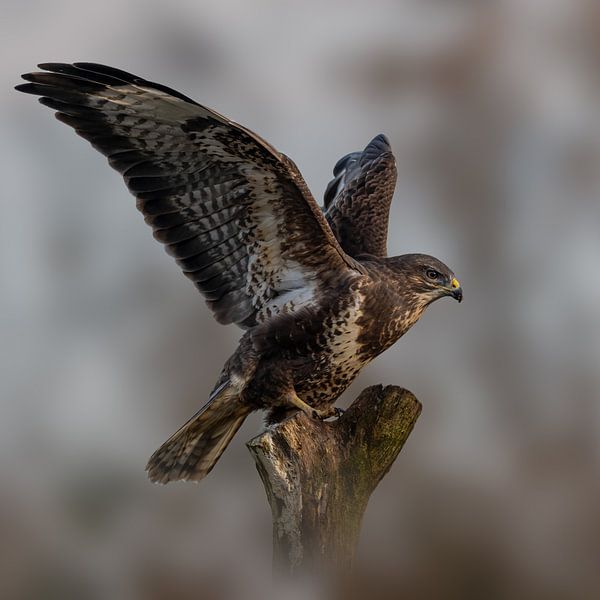 Buzzard - Bird of prey - with wings spread - square by Gianni Argese