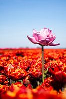 Pink tulip in the middle of a field of red tulips