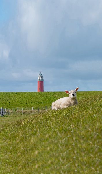 lamb relaxes at the Texel lighthouse by Texel360Fotografie Richard Heerschap