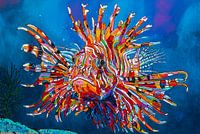 Tanz des Korallenkönigs