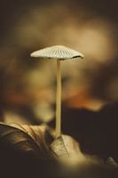 Pilze - Die stillen Wächter des Waldes