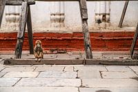 Observation des singes