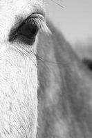 het vriendelijke oog