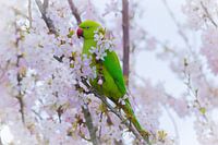 Halsbandsittich in Blüte