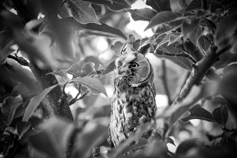 Amazed long-eared owl between the leaves by Wout Kok
