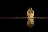 Trinkender Löwe in der Nacht