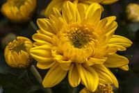 Yellow chrysanthemum flower