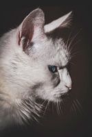 Bezaubernde weiße Katze in Amprofiel: Ein heiterer Moment, eingefangen in dunklen Schatten und reiner weißer Schönheit