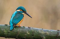 Kingfisher on the hunt