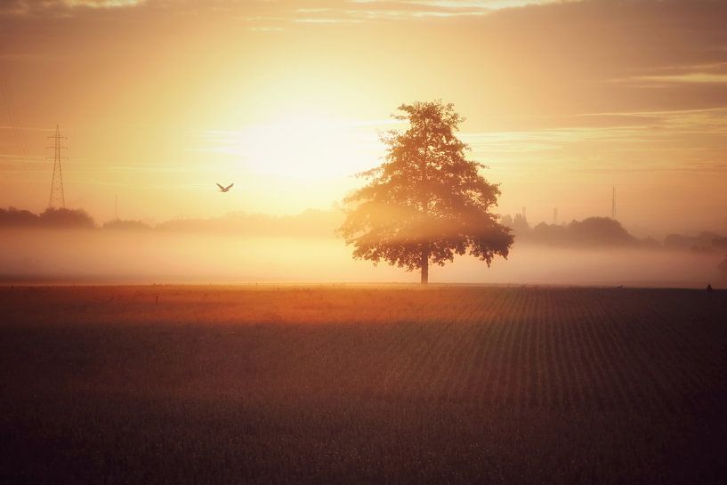 Vol vers l'éternité par Maickel Dedeken