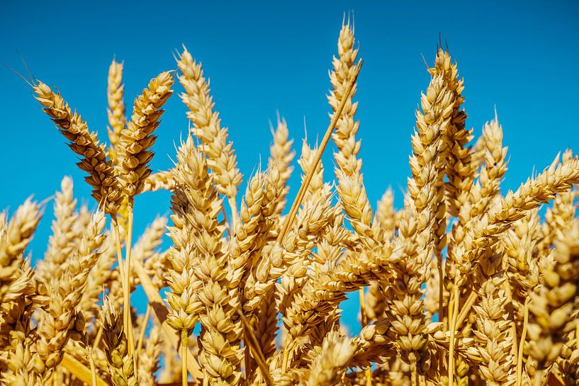 Weizen von rosstek ®