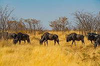 Troupeau de gnous de passage