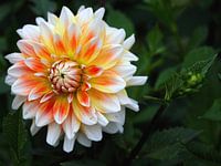 orange-gelbe Dahlien