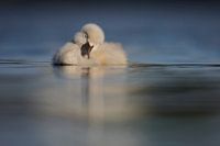 Donzy.nl - Junger Schwan schläft auf dem Wasser.