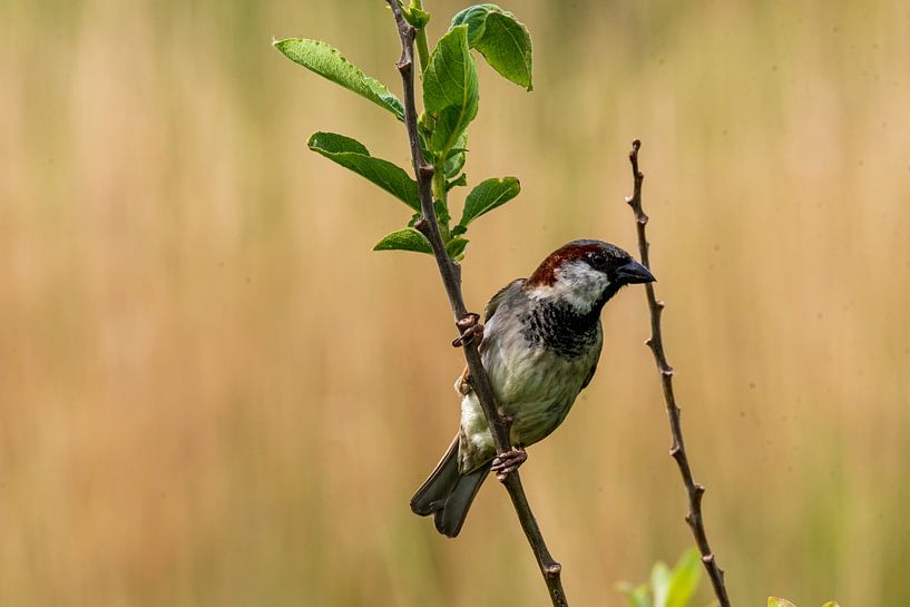 moineau sur Terschelling par Merijn Loch