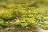 Frosch im Teich