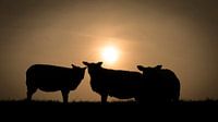 Silhouette van drie schapen tegen zonsondergang