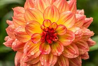 Beautiful orange Dahlia flower covered with rain drops
