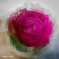 Rose de Bougainville