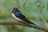 Barn swallow resting on a branch