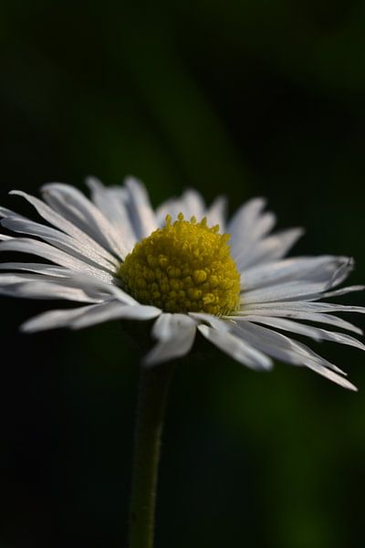 Daisy by Shutterbalance