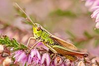 Detaillierte Heuschrecke über die blühende Heide