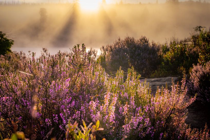 Blooming heath in the Harz Mountains by Steffen Henze