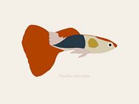 Eine Illustration eines Guppys