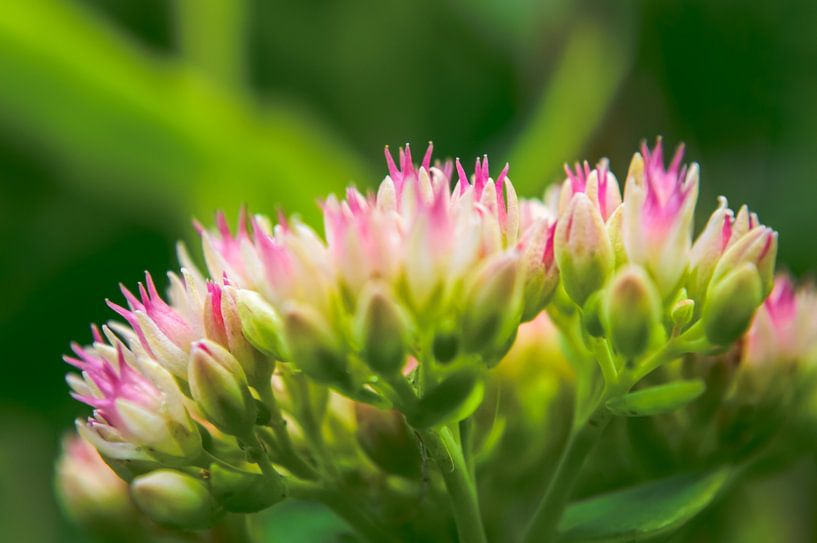 Schafgarbe auf Grün von Yvon van der Wijk