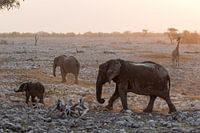 Elefanten und eine Giraffe in Etosha, Namibia
