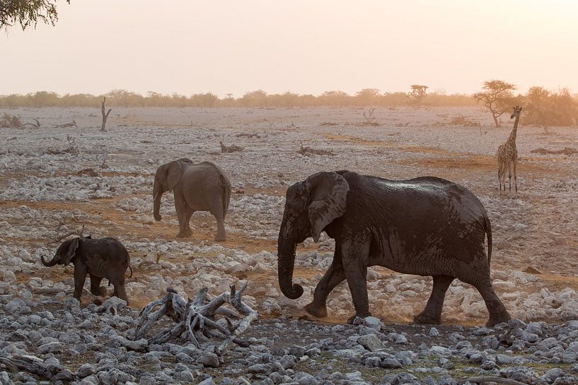 Des éléphants et une girafe à Etosha, Namibie par Menso van Westrhenen