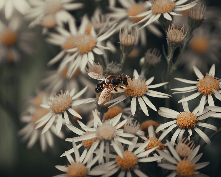Blumen und Bienen von Lynn Meijer