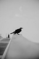 Bird on balustrade pier