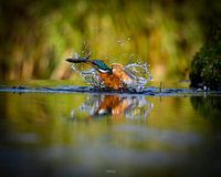 kingfisher with fish in the water