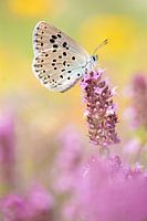 Large Blue (Phengaris arion)